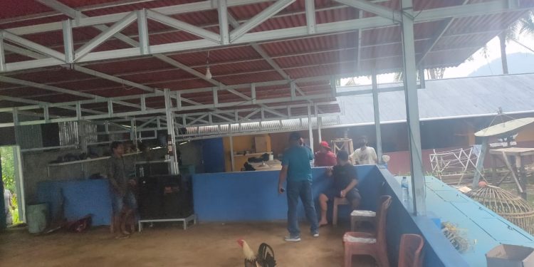 Pemilik Velt Diamankan, Lokasi Sabung Ayam di Motoboi Besar Dibongkar Polisi
