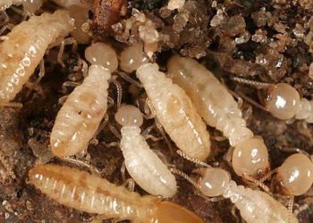 Sarang Rayap Bisa Menguak Posisi Emas Dalam Tanah