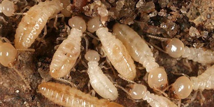 Sarang Rayap Bisa Menguak Posisi Emas Dalam Tanah