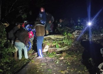 Ada Pohon Tumbang, Jalan Mooat – Atoga tak Bisa Dilintasi Kendaraan
