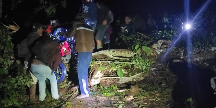 Ada Pohon Tumbang, Jalan Mooat – Atoga tak Bisa Dilintasi Kendaraan
