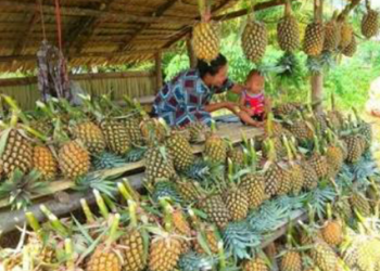 Jelang Idul Fitri, Nenas Mongkonai Diburu Pembeli