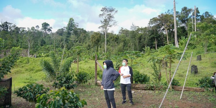 Wali Kota Kotamobagu Tinjau Perkebunan Kopi Mobalang Poyowa Besar II