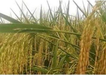 Pemkot Bantu Petani Bibit Padi