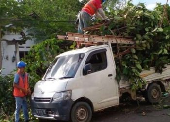 Potensi Ganggu Jaringan Listrik, Pemkot-PLN Tebang Pohon di Pinggir Jalan