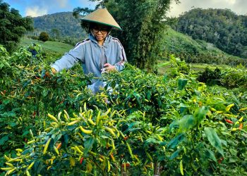 Akhir Pekan Yasti Berkebun