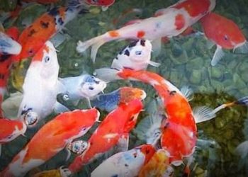 Achi Koi Farm Pilihan Bagi Penggemar Ikan Koi