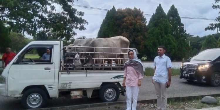 PT. KIMong dan Yasti Soepredjo Mokoagow Bagikan Hewan Qurban