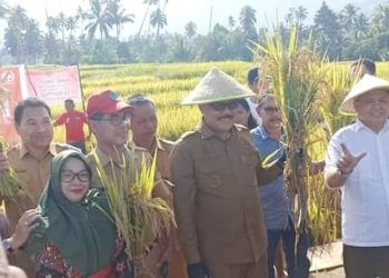 Bupati Limi Panen Padi Sawah Bersama Gapoktan Dinangoi di Desa Pangian Tengah