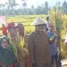 Bupati Limi Panen Padi Sawah Bersama Gapoktan Dinangoi di Desa Pangian Tengah