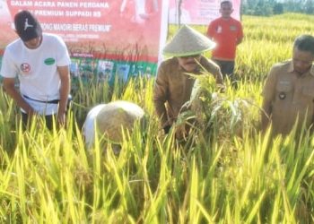 Bupati Limi Panen Perdana Padi Sawah Hibrida-F1 Varietas Suppadi 89 Bersama Gapoktan Dinangoi