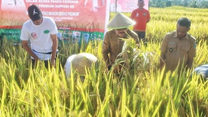 Bupati Limi Panen Perdana Padi Sawah Hibrida-F1 Varietas Suppadi 89 Bersama Gapoktan Dinangoi