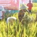 Bupati Limi Panen Perdana Padi Sawah Hibrida-F1 Varietas Suppadi 89 Bersama Gapoktan Dinangoi