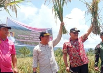 Bupati Limi Panen Perdana Padi Organik ODSK