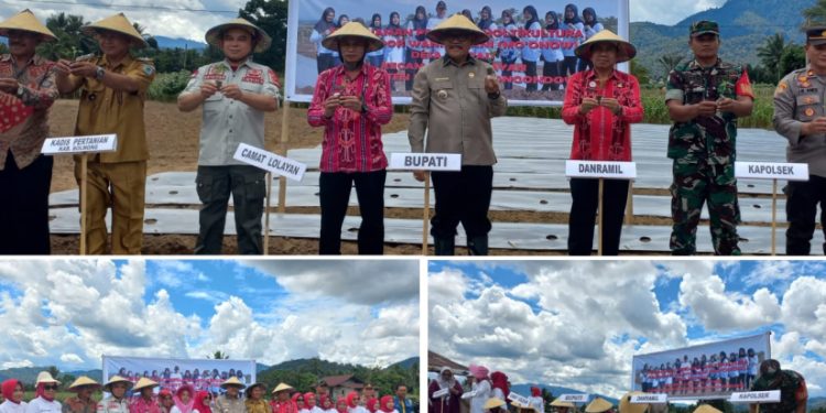 Hadiri Penanaman Holtikultura Perdana di Desa Mopait, Ini Harapan Bupati Limi