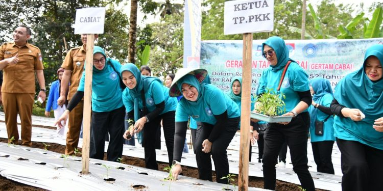 Gelar Gertam Cabai di Desa Liberia Timur, Sangadi Ucapkan Terima Kepada TP-PKK Boltim