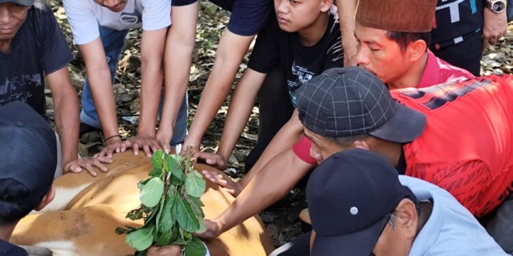 Idul Adha: PT. Xinfeng Sumbang 3 Ekor Sapi