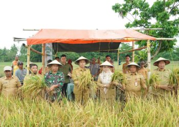 Tingkatkan Ketahanan Pangan Daerah: Bupati Iskandar Saksikan Panen Padi di Desa Tolondadu II
